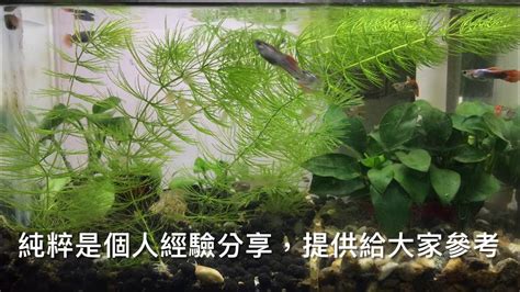 室外養魚|養魚先養水之戶外生態缸開缸需要多久才放魚及戶外養。